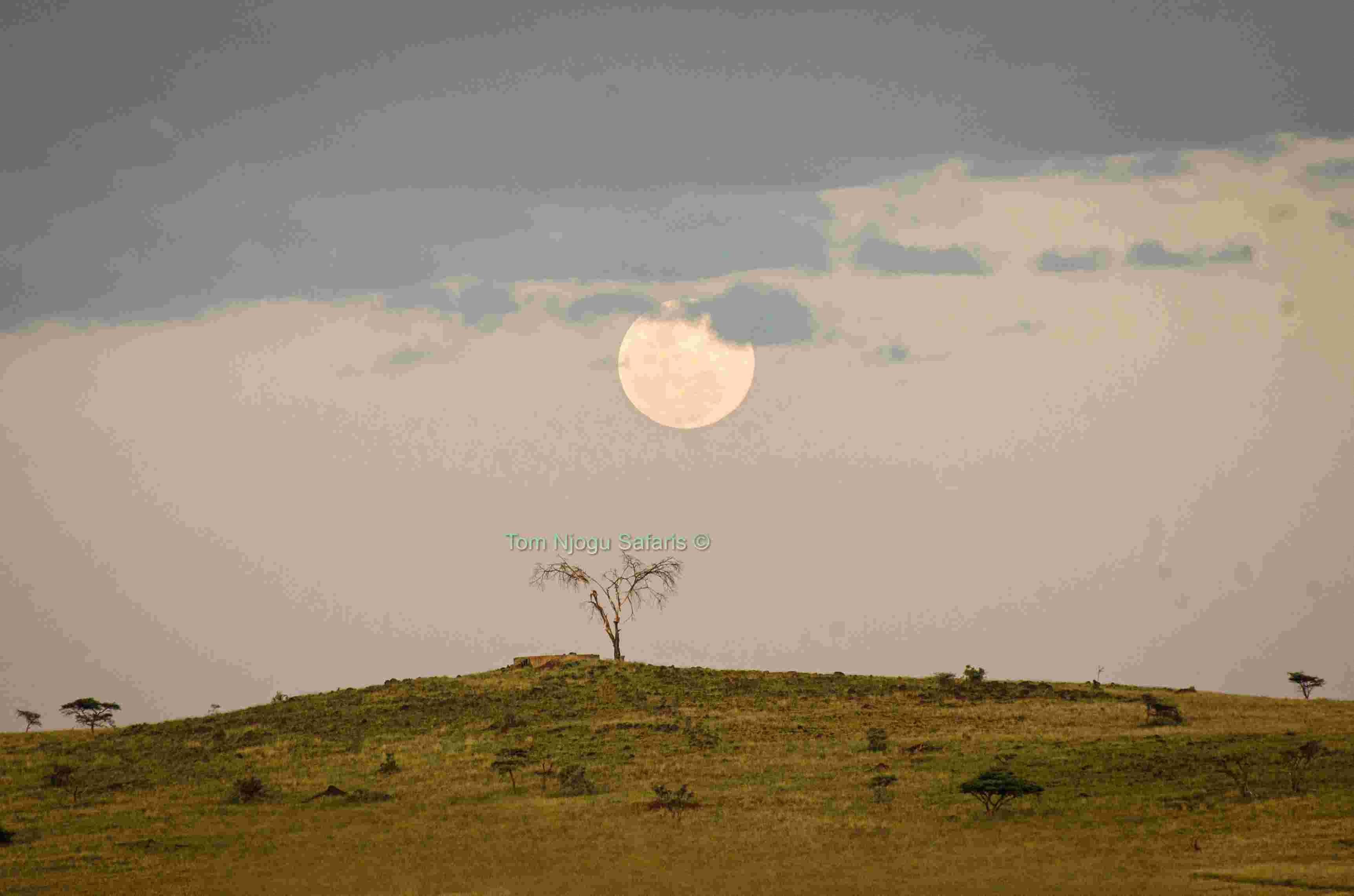 Open Book Branding item