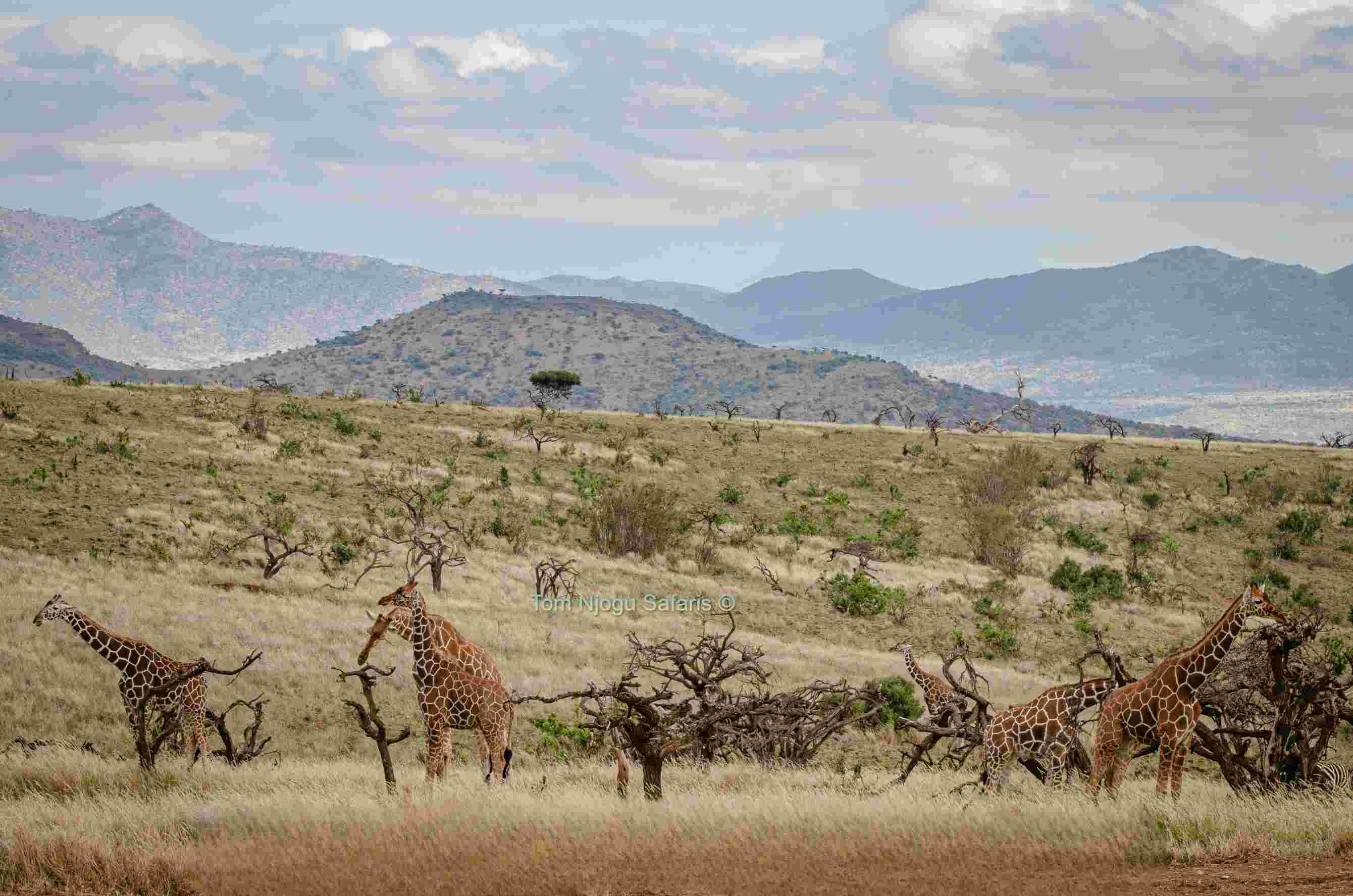 USA Tri Fold Brochure item