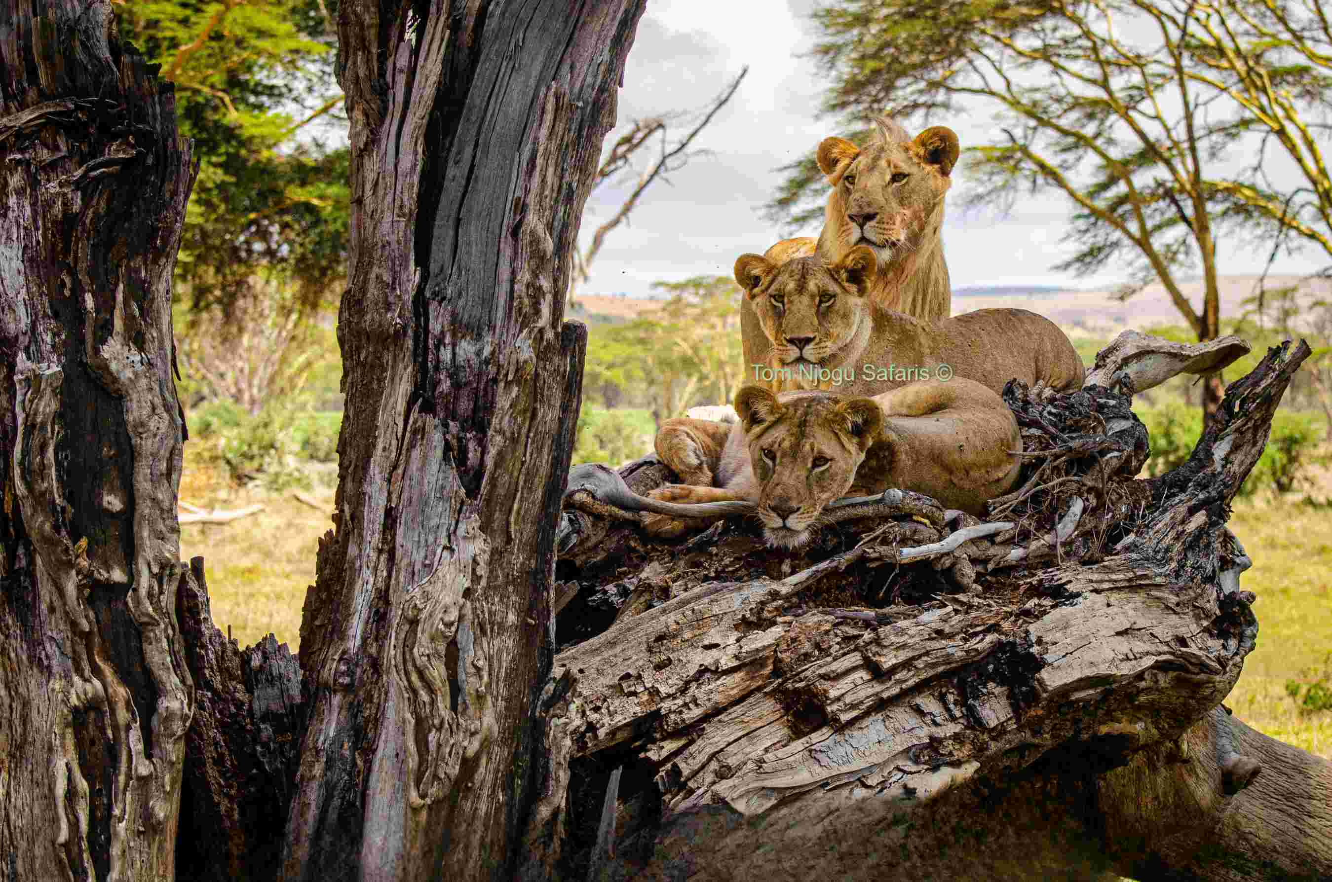 Open Book Branding item