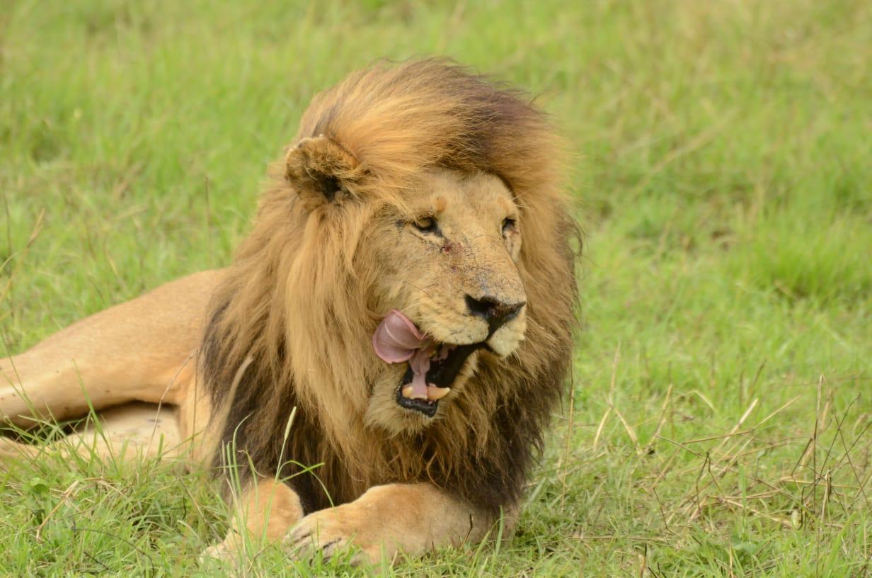 Baby T-shirt Branding item