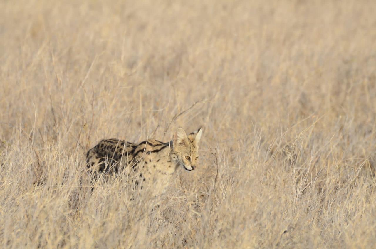 Baby T-shirt Branding item