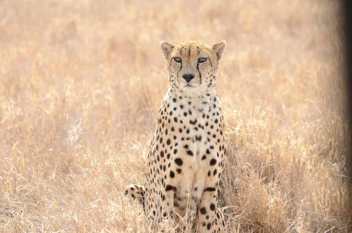 Baby T-shirt Branding item