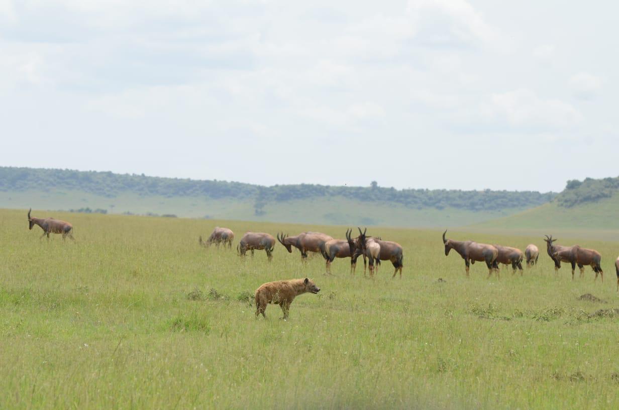 Baby T-shirt Branding item